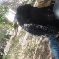گوسفند گم شده