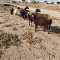 ۳راس گوسفنددوقلو|حیوانات مزرعه|سیمین شهر, |دیوار