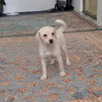 سگ پاکوتاه