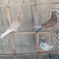 کفتر سرور،زردی عالی(قیمت عالی)