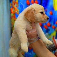 سگ گلدن رتریور توله و بالغ