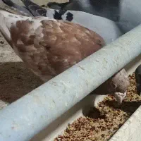 کبوتر سار رنگ خاص|پرنده|گنبد کاووس, |دیوار