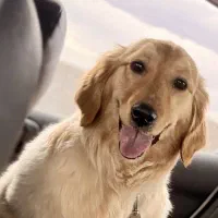 سگ گلدن رتریور