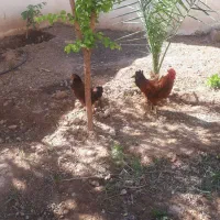 مرغ و خروس محلی