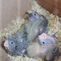 فروش  ۳تا جوجه عروس هلندی ۴۰ روزه