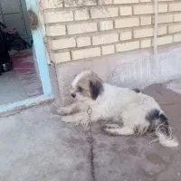 شیتزو نر