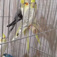 یه جفت عروس هلندی مولد