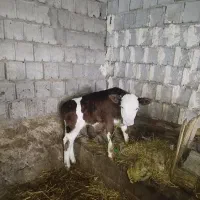 9عددگاو|حیوانات مزرعه|مشگین شهر, |دیوار