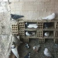 فروش فوری فوری|پرنده|تاکستان, |دیوار