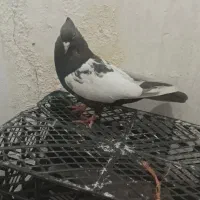 کفتریا کبوتر سینه ای گرفتنی