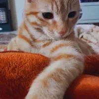 گربه دی اس اچ