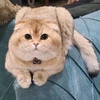 گربه نر اسکاتیش آماده جفتگیری