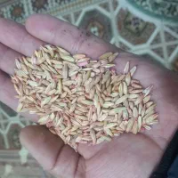 جو کردی دیم  بذری