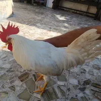 خروس و مرغ دورگ|حیوانات مزرعه|چالوس, |دیوار