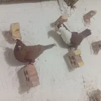 کفتر