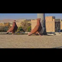 سرخ دم سفید با سرخ