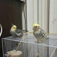 دوعددعروس هلندی نرصحبتی دستی|پرنده|مشهد, ده دی|دیوار