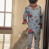 سگ خانگی|سگ|کرمانشاه, |دیوار