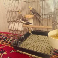 عروس هلندی بازیگوش
