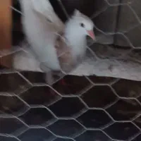 جوجه طوقی