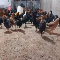 جوجه مرغ گلپایگانی|حیوانات مزرعه|مسجد سلیمان, |دیوار