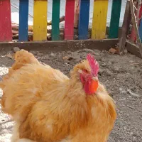 یه جفت مرغ وخروس اورپینگتون انگلیسی