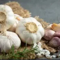 سیر