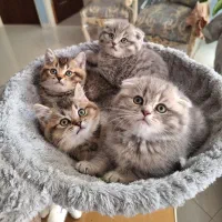 گربه‌هایی خوش‌چهره، بازیگوش