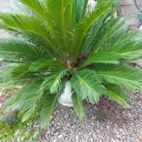 گل سیکاس و شفلرا|گل و گیاه طبیعی|خمام, |دیوار