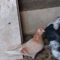 کبوتر کفتر