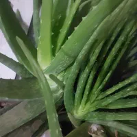 آلوورا|گل و گیاه طبیعی|کبودرآهنگ, |دیوار