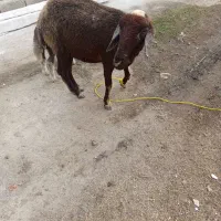 گوسفند با بره نر