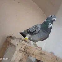 ماده ذات درست