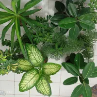 فروش گل خانگی زیبا و شاداب