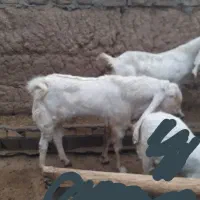 دوبر گلابی هولی.بز.میش.