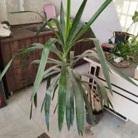 تعدادی گل یکجا یا تکی