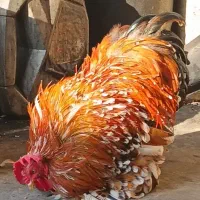 مرغ خروس کوشین