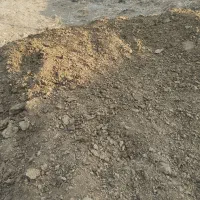 کود گاو