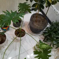 گل یوکا|گل و گیاه طبیعی|مشهد, حیدرآباد|دیوار