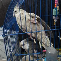 یک جفت عروس هلندی وایت فیس بالغ|پرنده|خورموج, |دیوار