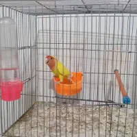 طوطی برزیلی نر بالغ|پرنده|گرگان, |دیوار