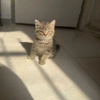 بچه گربه بریتیش