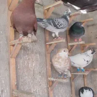 کفتر|پرنده|مشهد, آبکوه|دیوار