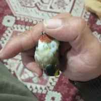 سهره نر کراوت قرمز و نقطه سفید