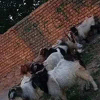 ۱۰راس نری