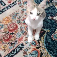واگذاری گربه۲ماهه