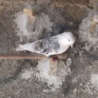 کبوتر دوکت|حیوانات|مبارکه, |دیوار