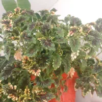 گل آپارتمانی|گل و گیاه طبیعی|الوند, |دیوار