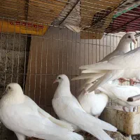 کبوتر زرد پرشی وپتی والا|پرنده|مهران (هرمزگان), |دیوار