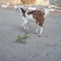کهره ماده ۳ماهه